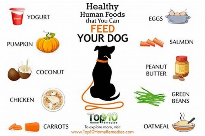 10 human foods that are good for dogs