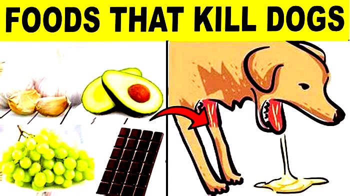 22 foods that can kill your dog