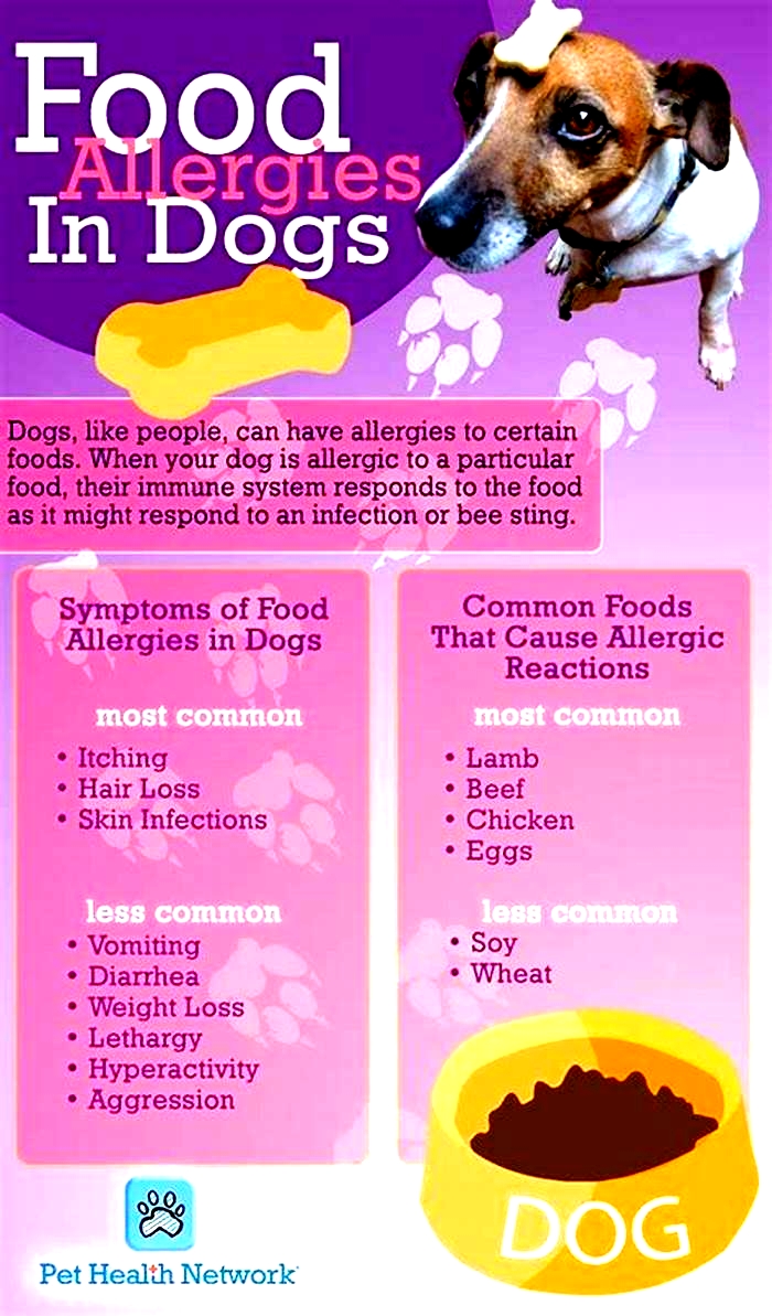 best allergy dog food for pitbulls