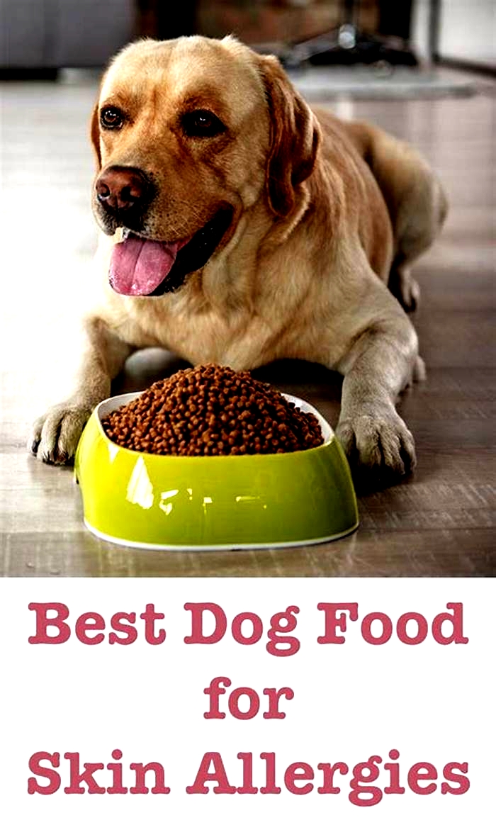 best allergy dog food uk