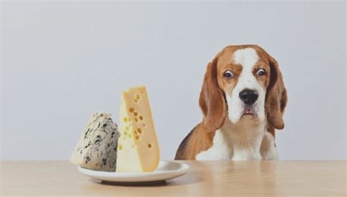 best cheese for dogs uk