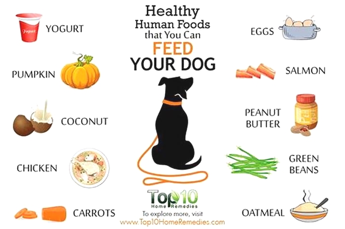 best food for dogs human food