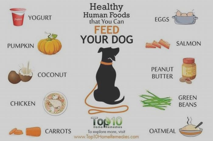 best fresh human food for dogs