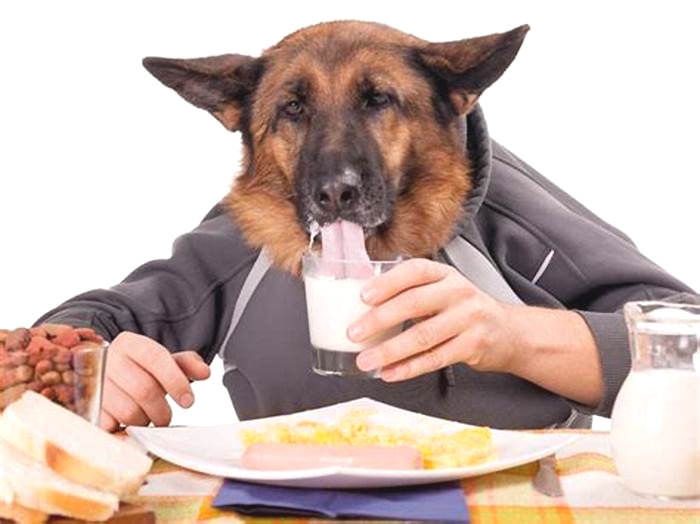 best healthy human food for dogs