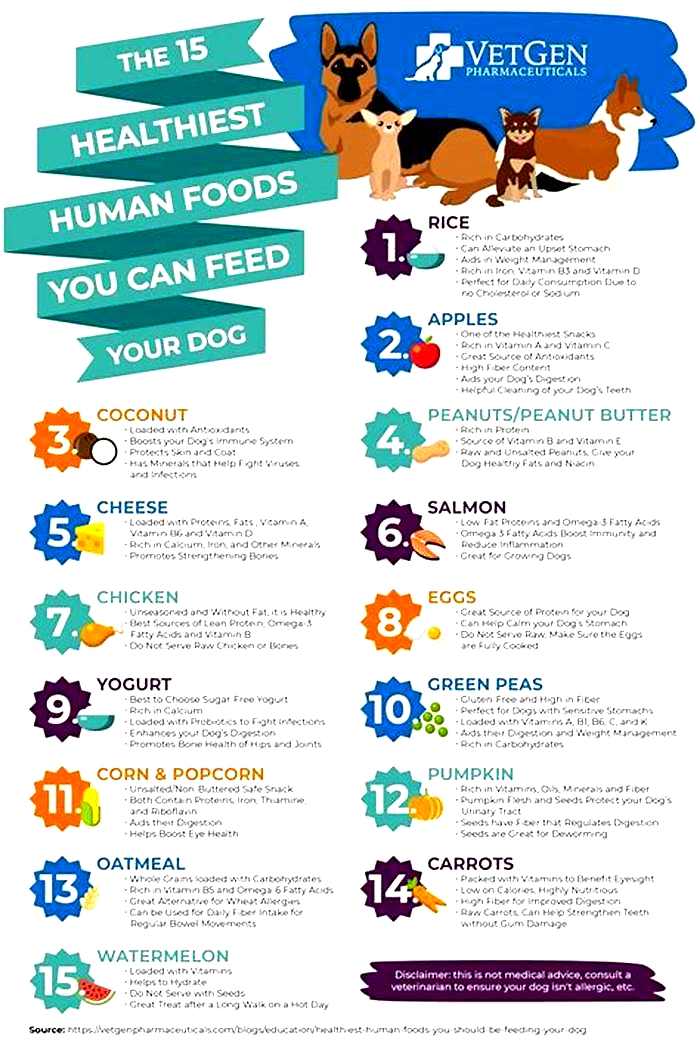 best high calorie human food for dogs