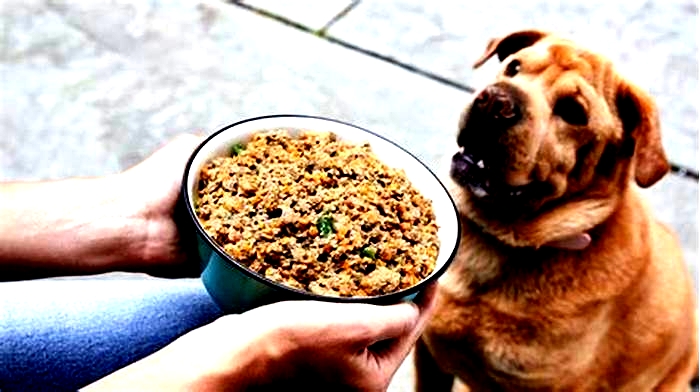 best homemade dog food recipes with chicken