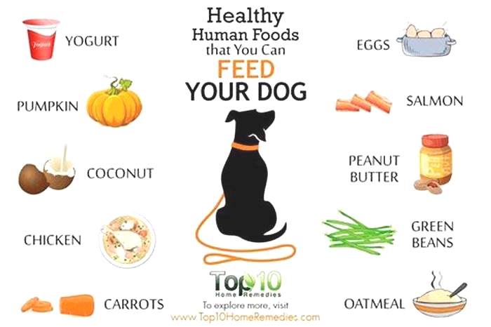 best human food diet for dogs