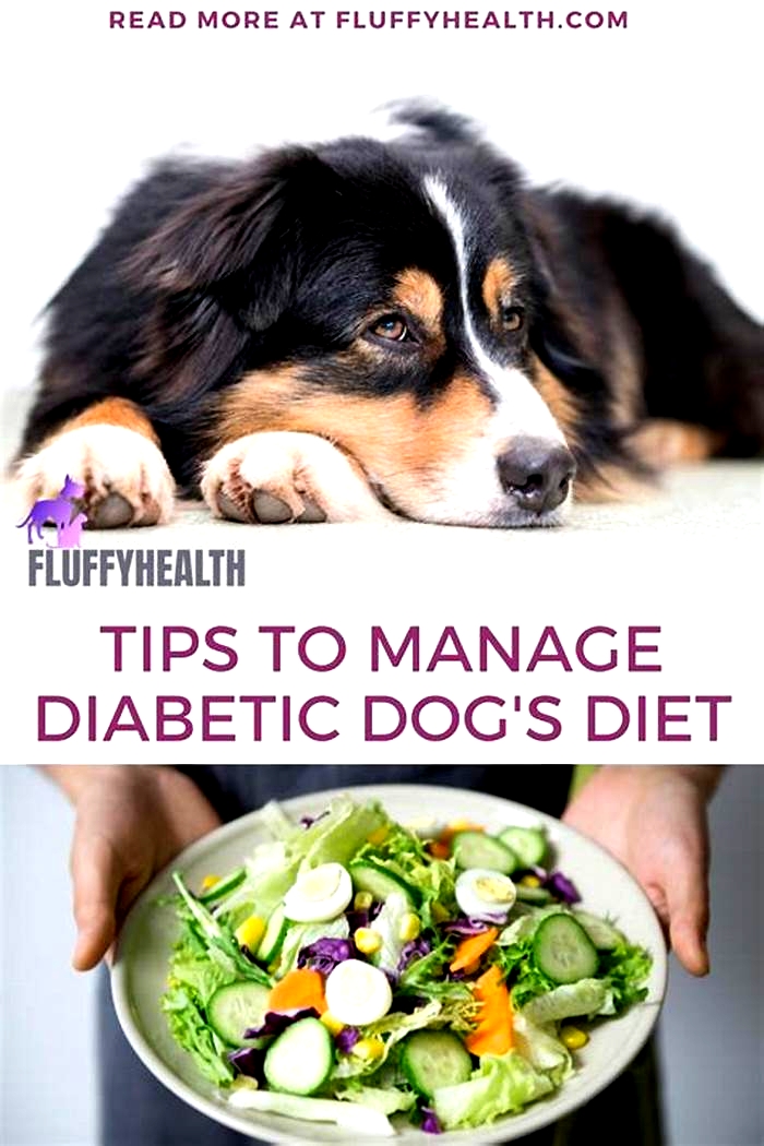 best human food for diabetic dogs