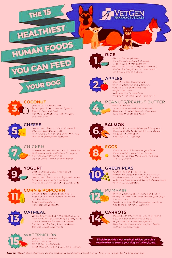 best human food for dog digestion