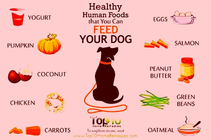 best human food for dog treats