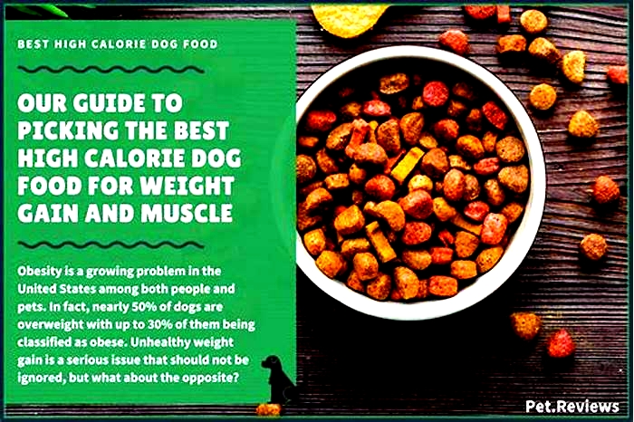 best human food for dogs to gain weight