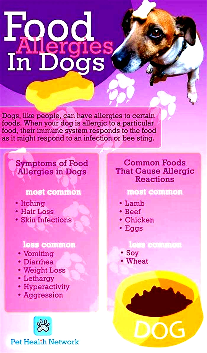 best human food for dogs with allergies