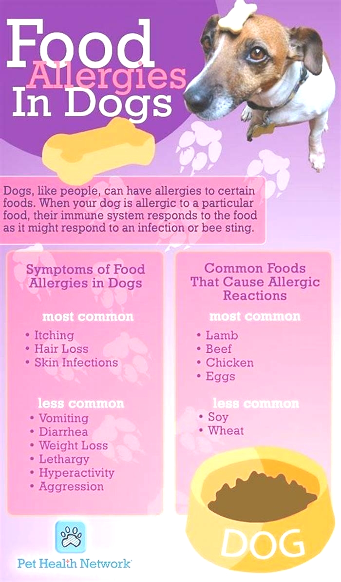 best human food for dogs with skin allergies