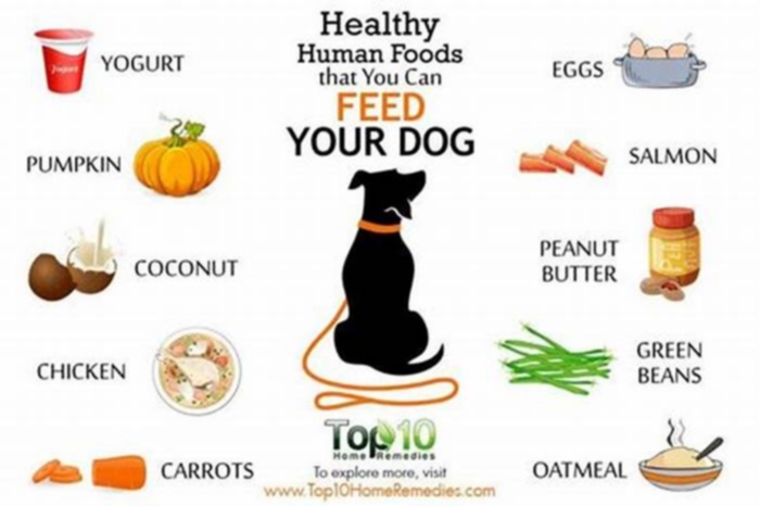 best human food for my dog