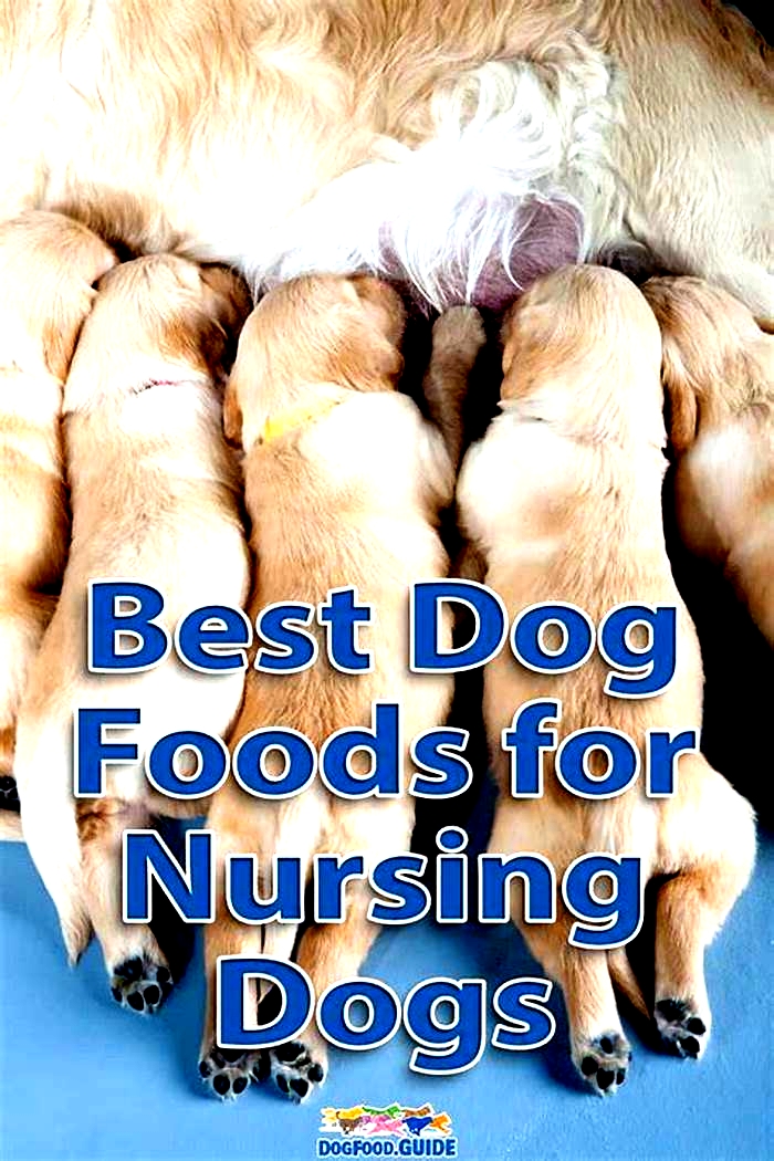 best human food for nursing dogs