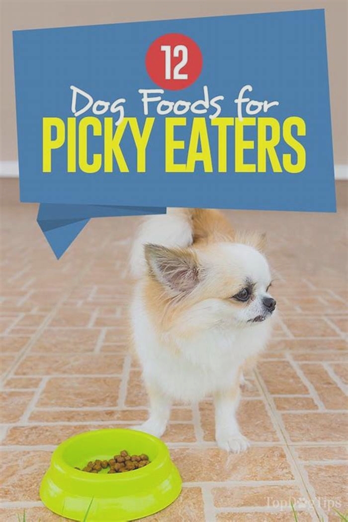 best human food for picky dogs