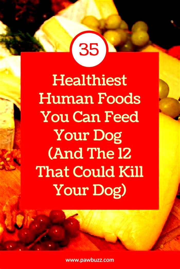 best human food for sick dog