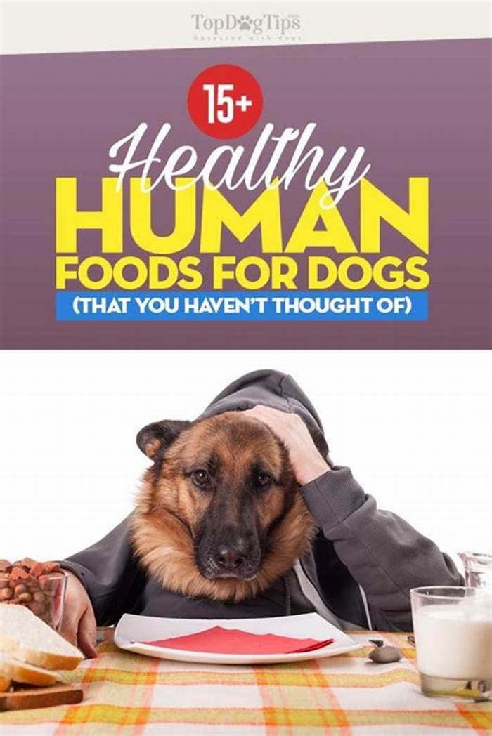 best human food recipe for dogs