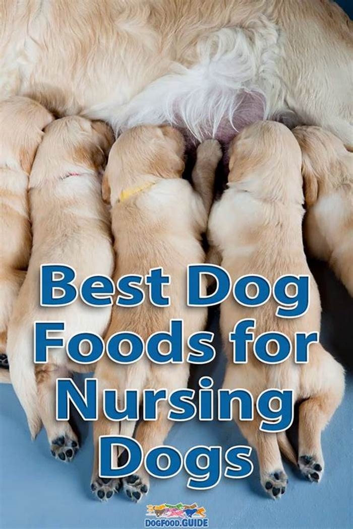 best human food to feed nursing dog