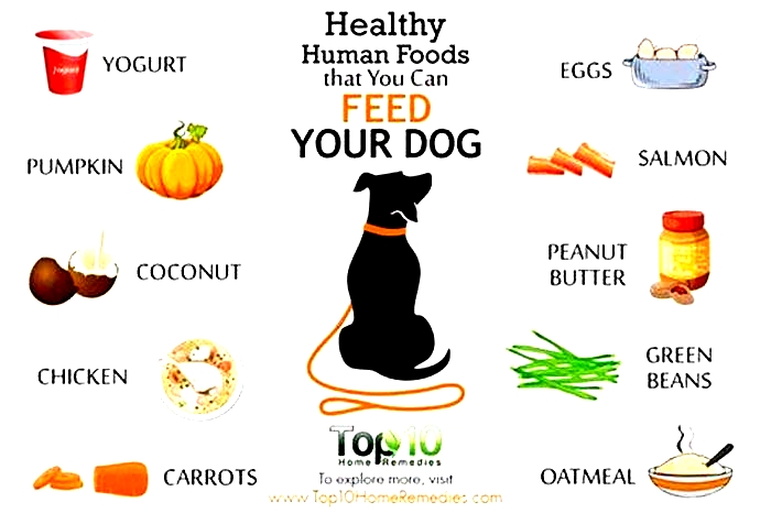 best human food to feed older dogs