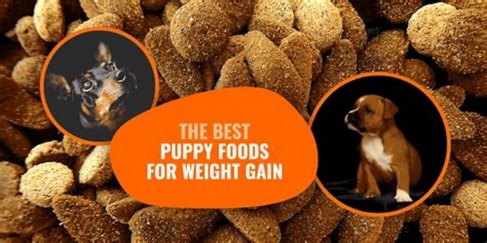 best human food to help dogs gain weight