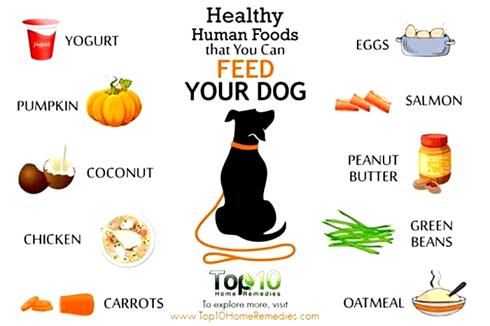 best human foods for dogs gut health