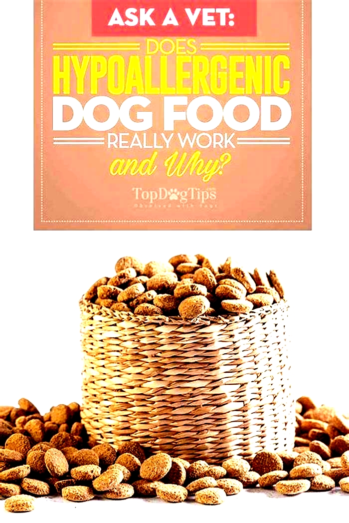 best hypoallergenic dog food recommended by vets