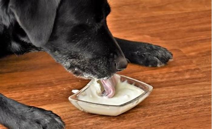 best yogurt for dogs canada