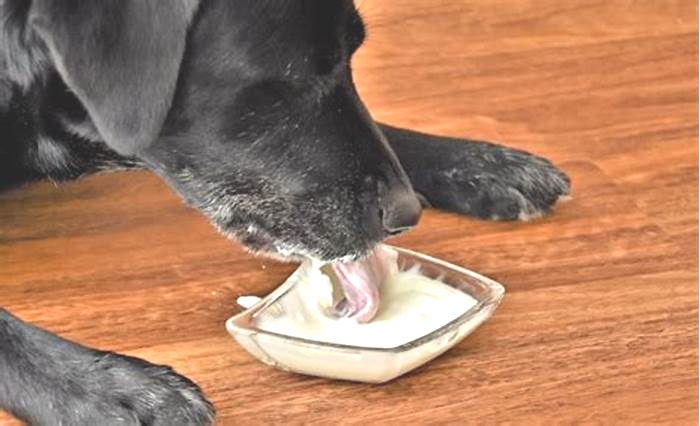 best yogurt for dogs uk