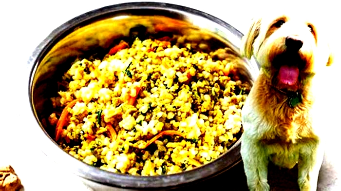 cheapest healthy homemade dog food