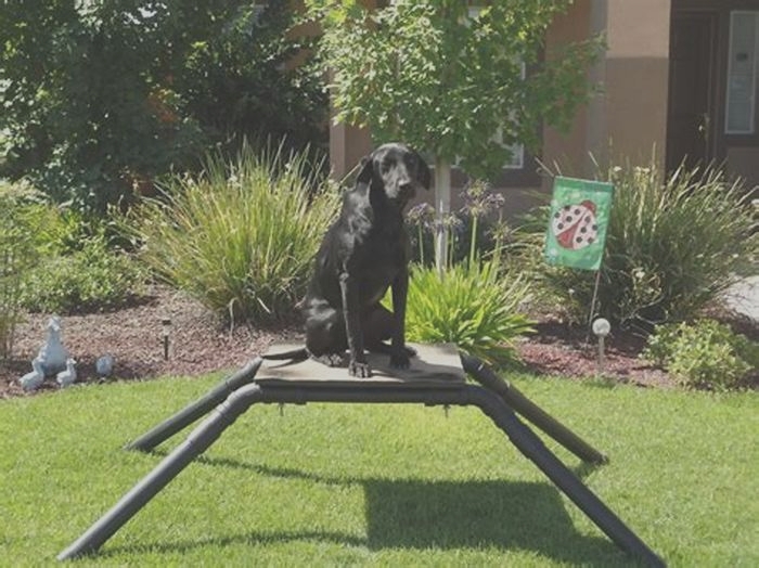 diy dog stand for duck hunting