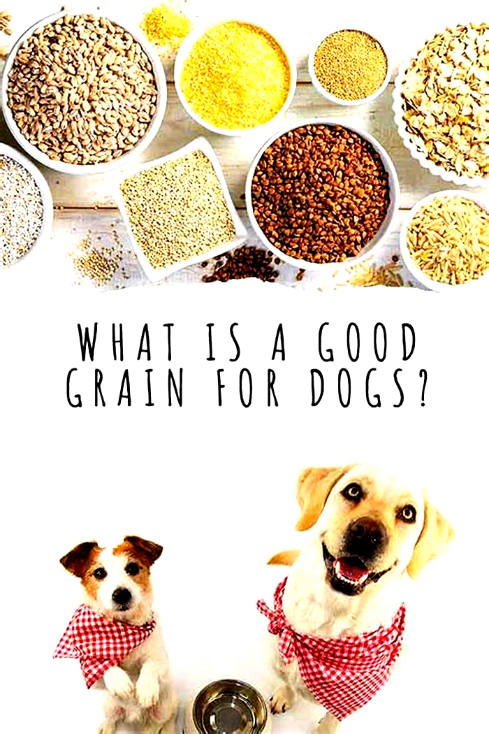 Do dogs need grain?