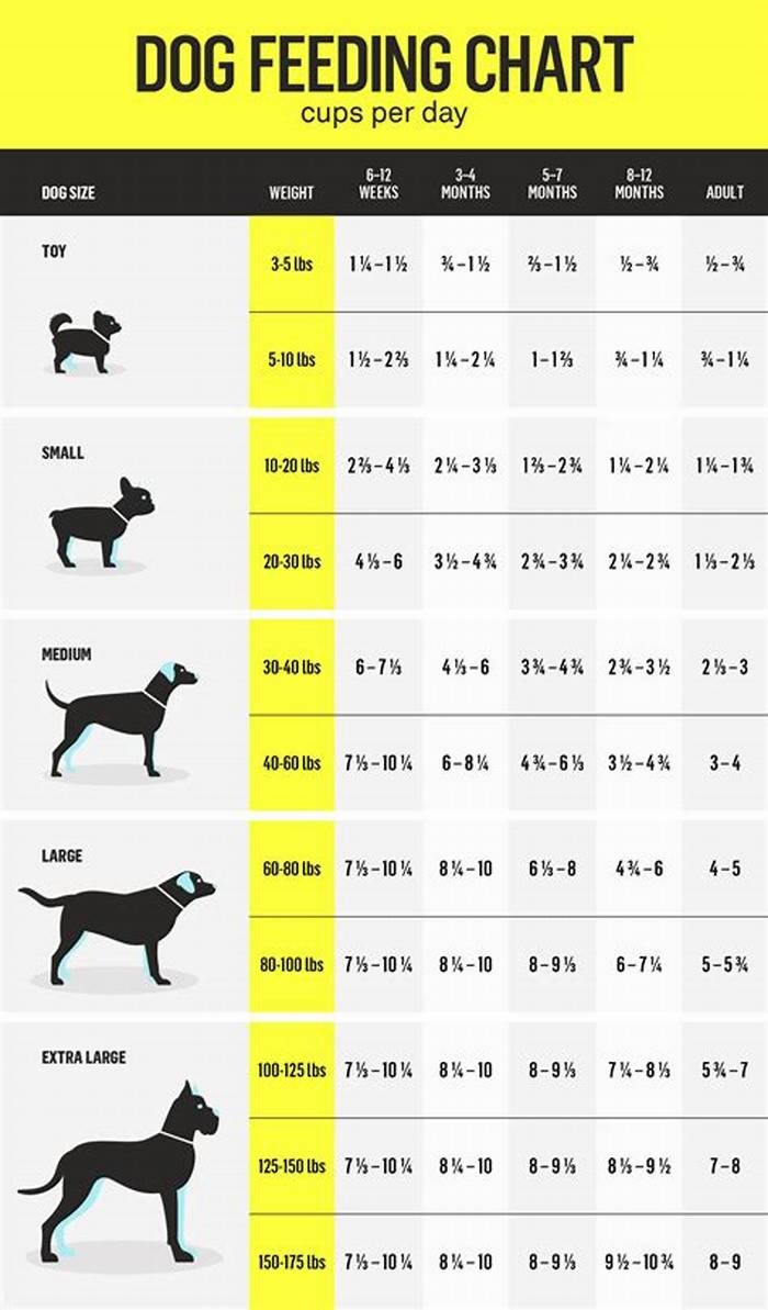 dog feeding chart homemade food