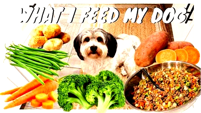 dog natural diet recipe