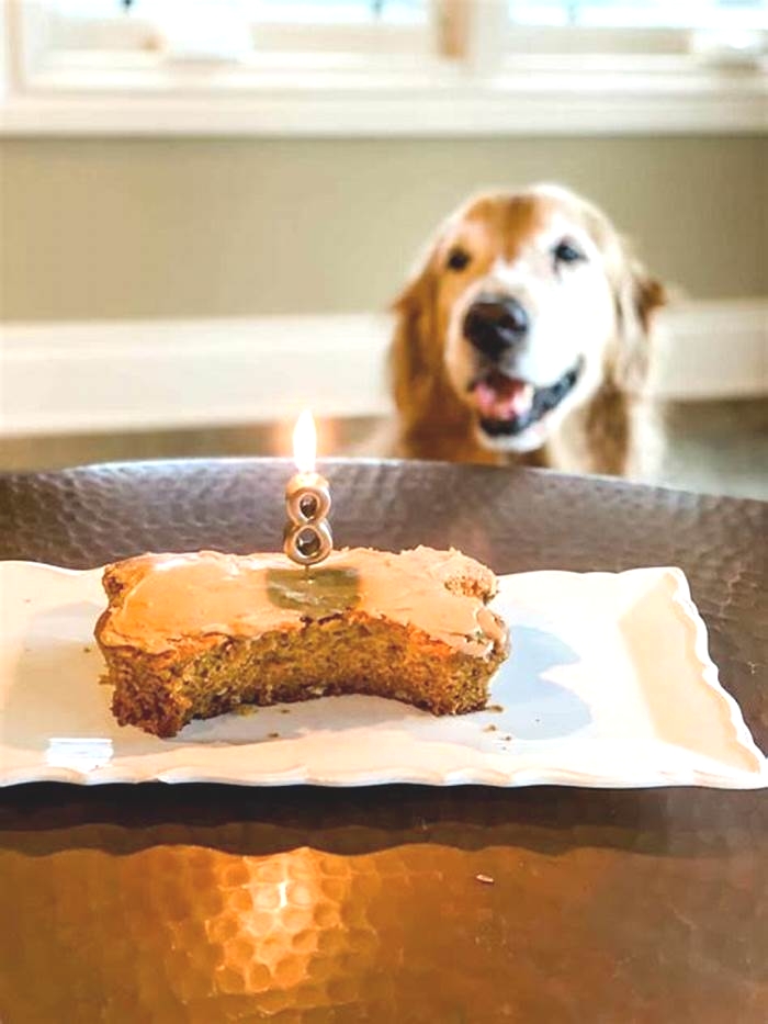 easy homemade dog birthday treats