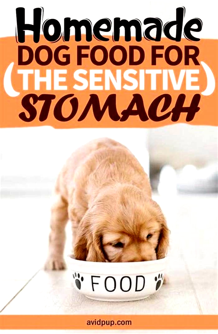 easy homemade dog food for sensitive stomach