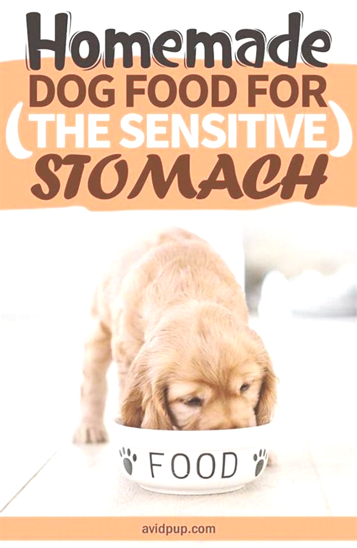 food easy on dog stomach