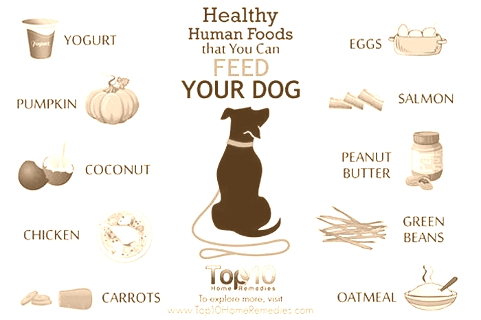 good healthy human food for dogs