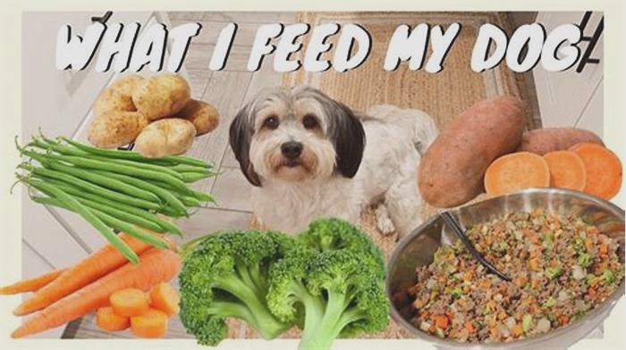 healthy dog diet recipes