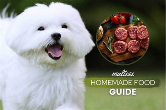 healthy dog food recipes for maltese