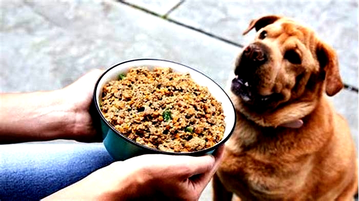 healthy dog food recipes with chicken