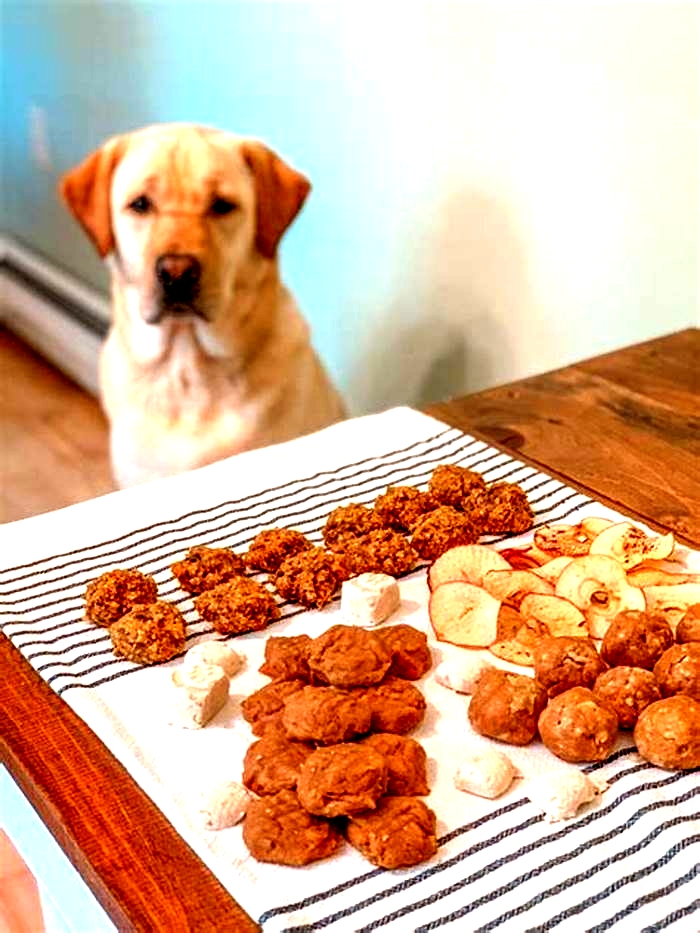 healthy dog treats natural