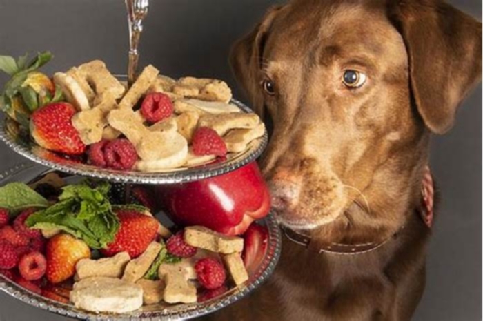 healthy natural treats for puppies