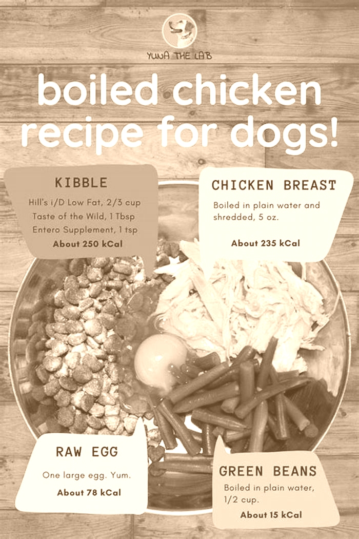 homemade bland diet for dog