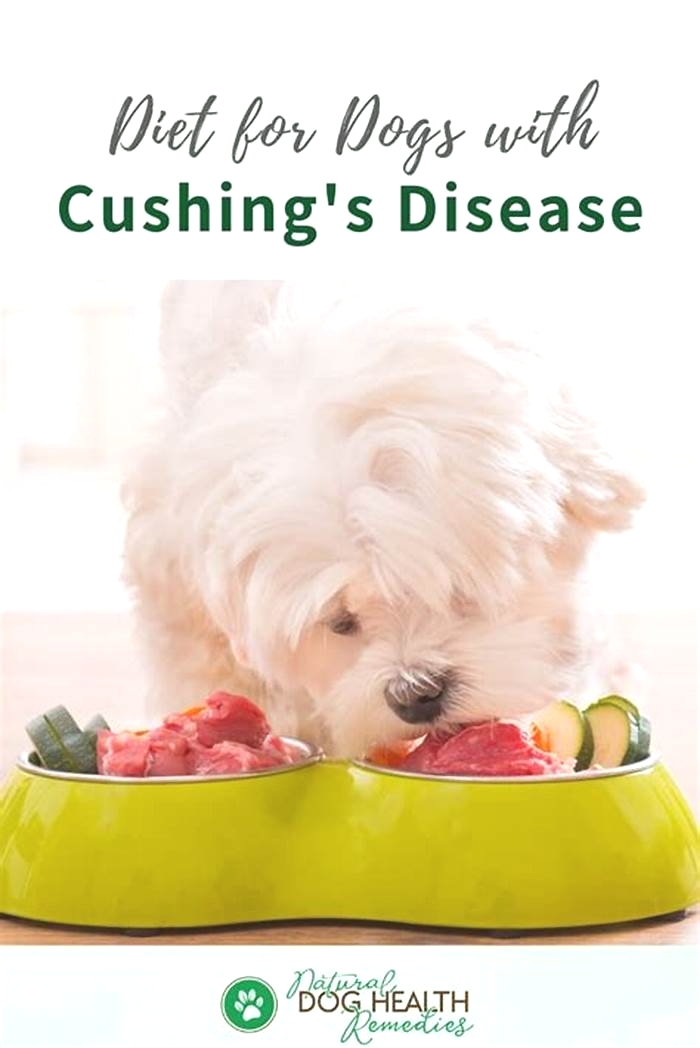 homemade diet for cushing's dog