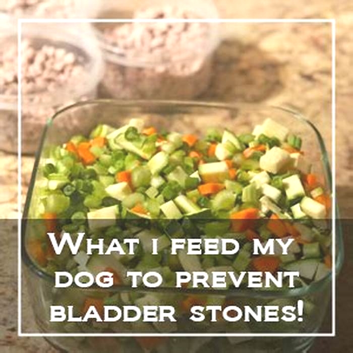 homemade diet for dog with gallbladder sludge