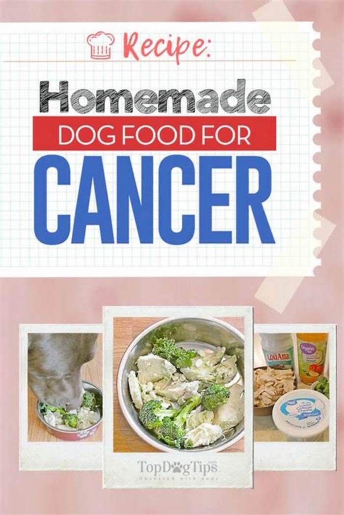 homemade dog cancer diet recipes