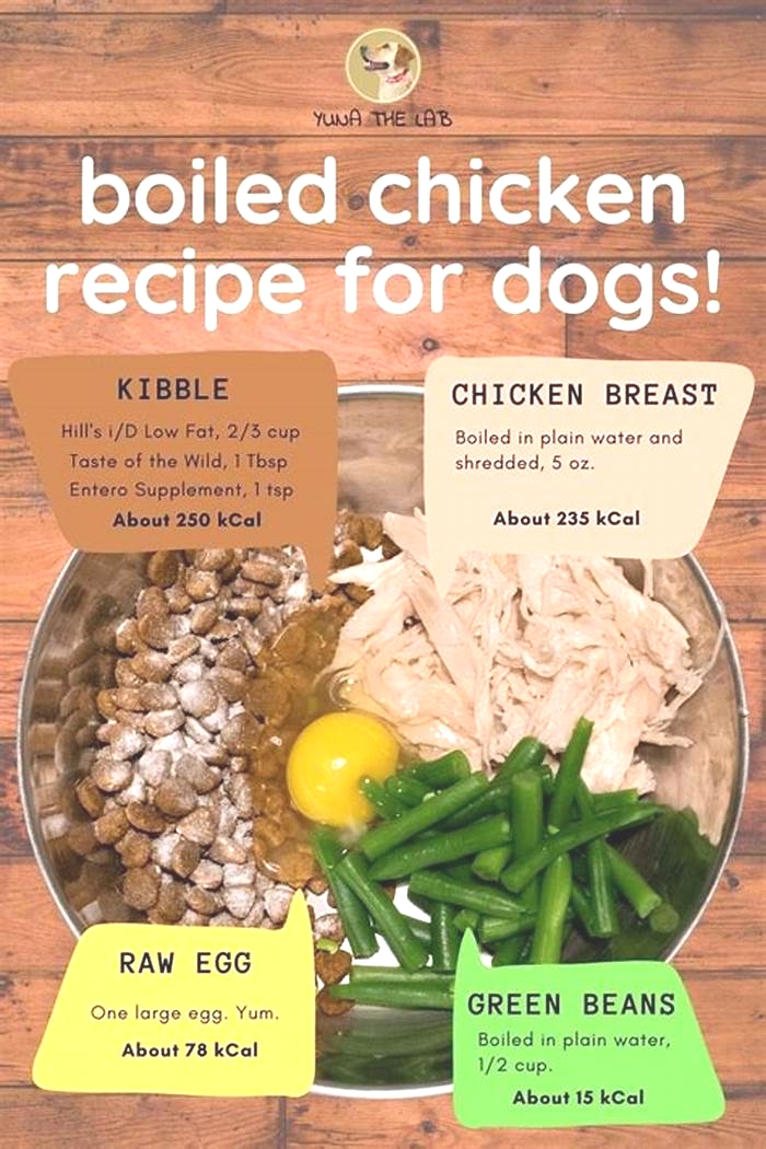 homemade dog food bland diet