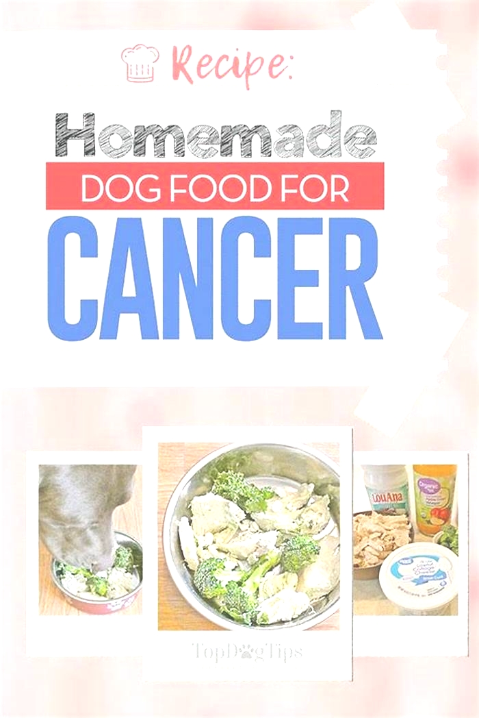 homemade dog food cancer diet