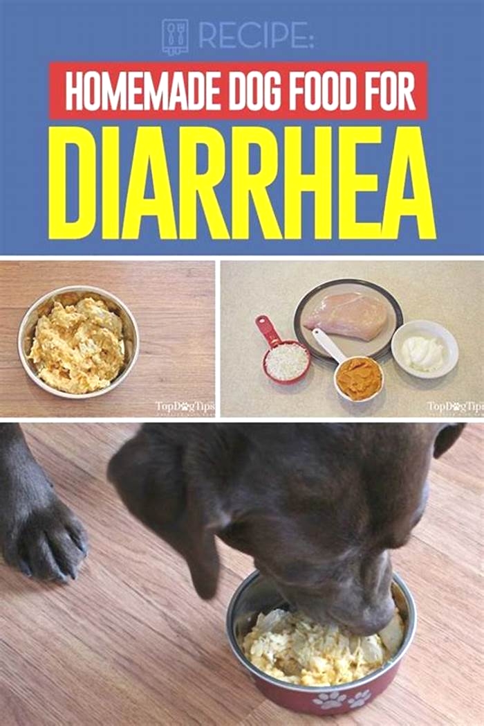 homemade dog food diarrhea